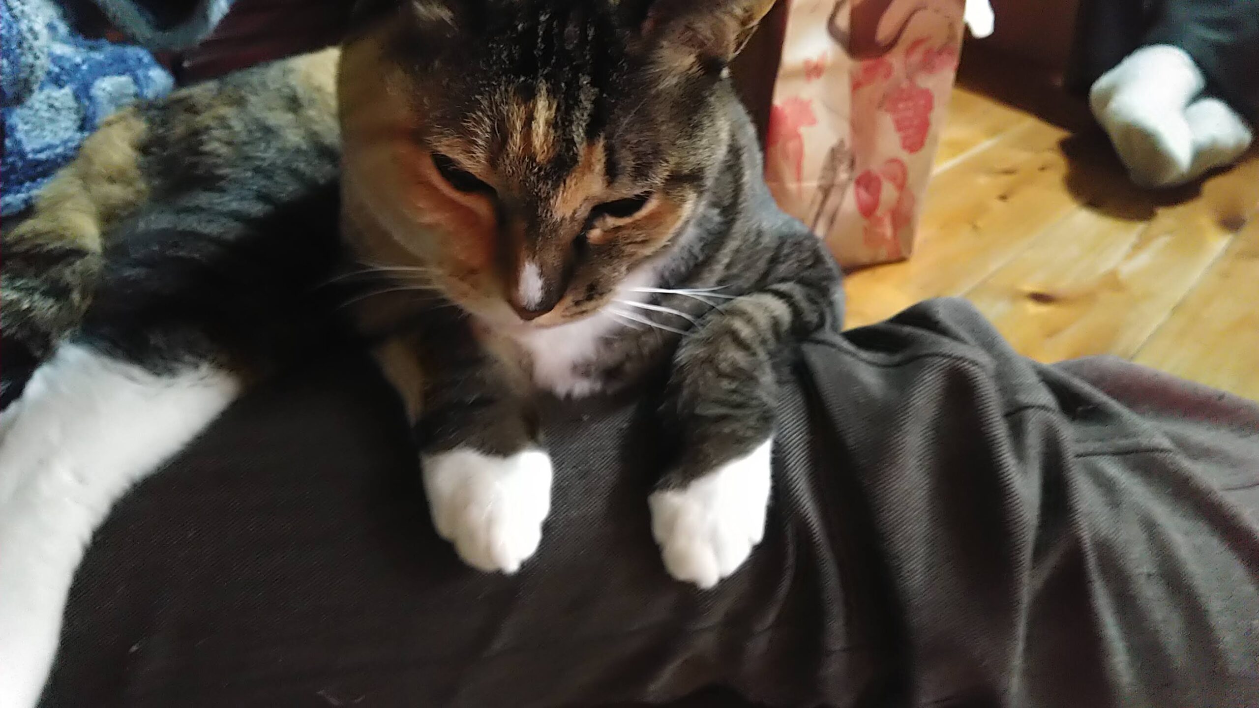 カリスマ社会福祉士