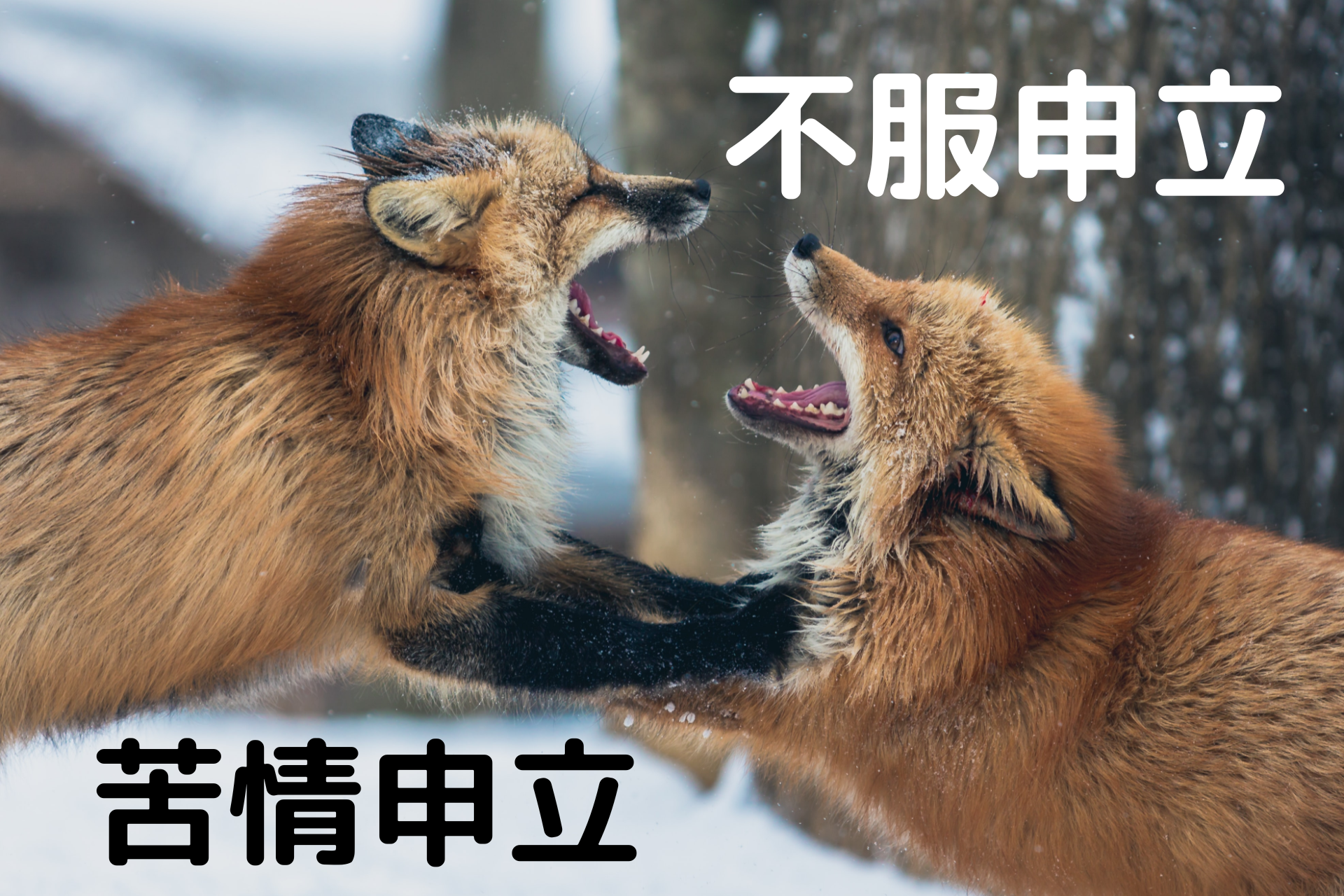 苦情申立と不服申立
